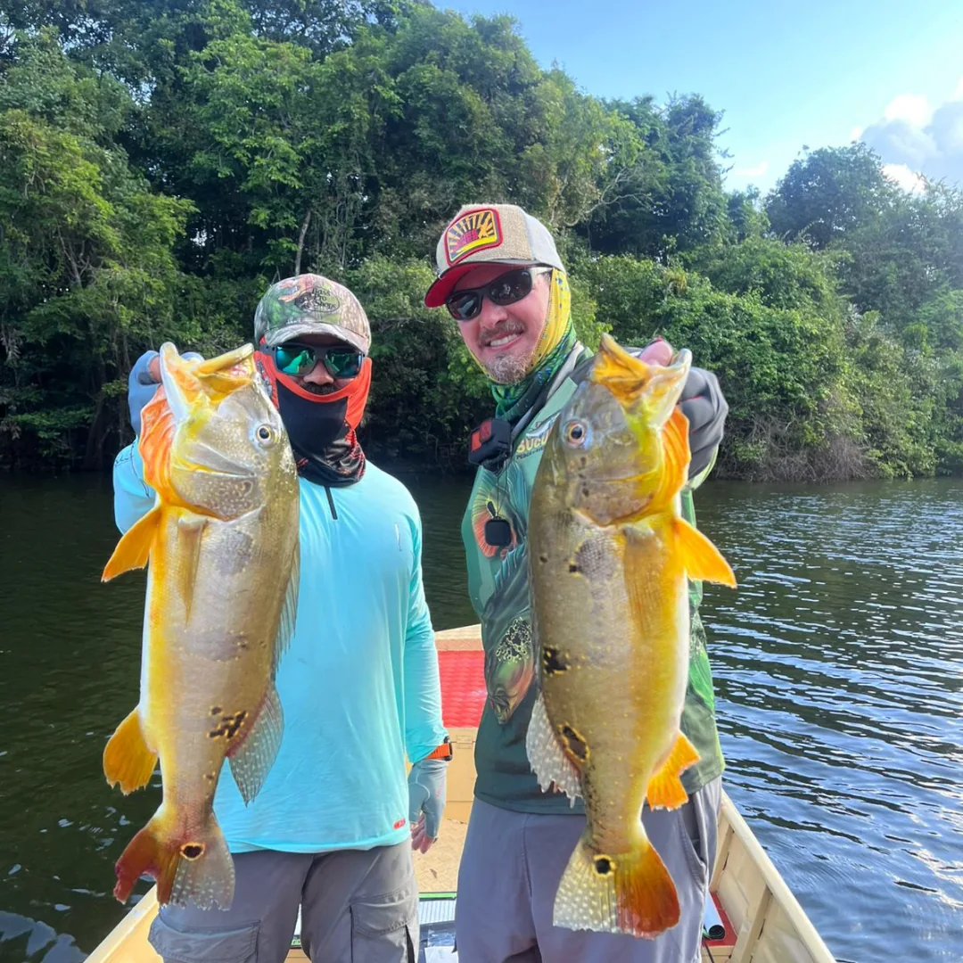 pesca do tucuré amarelo no amazonas, expedição de pescaria, pesca esportiva