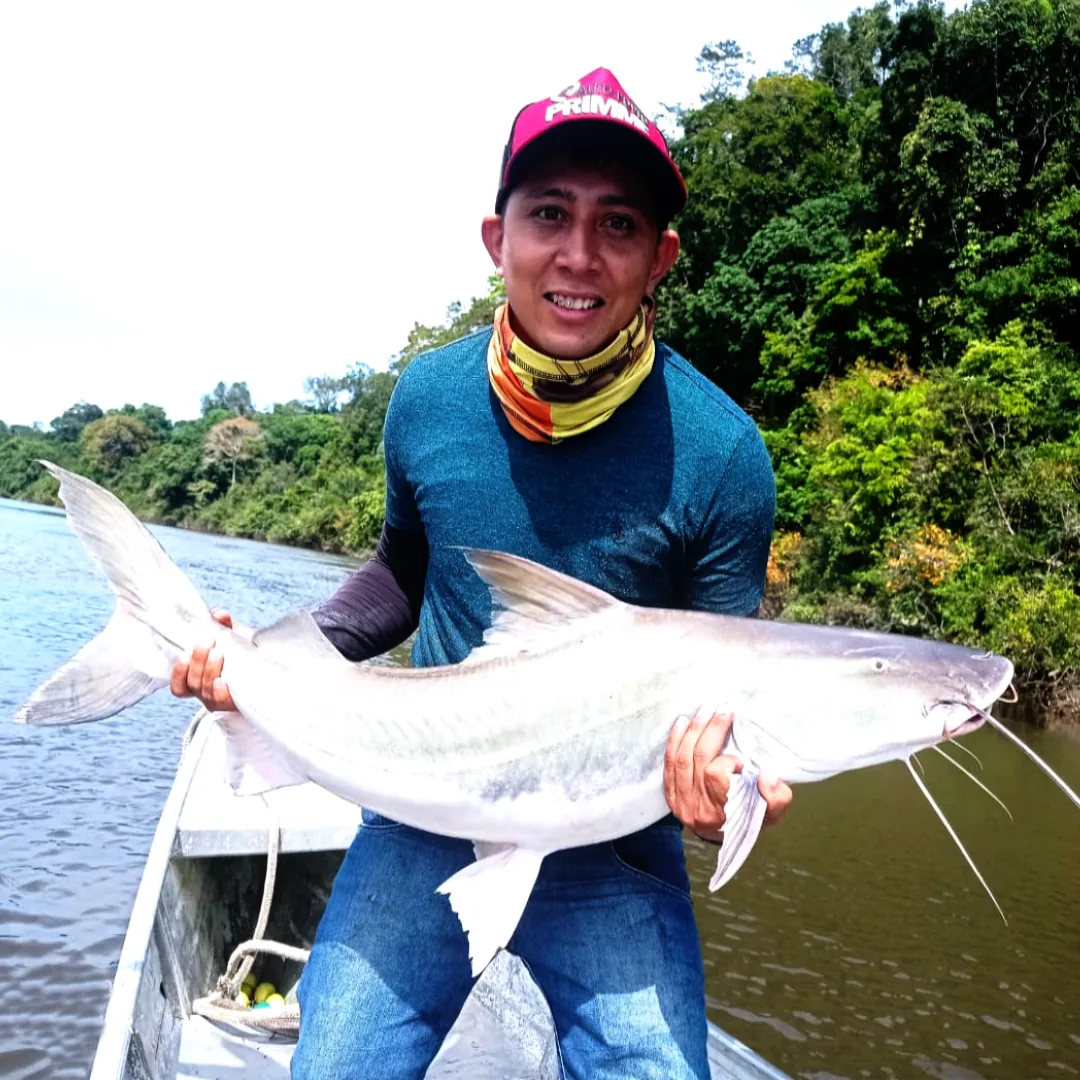 pesca da piraiba nos rios teles pires, rios juruena, tapajós, no amazonas, pesca esportiva, expedição de pesca. pacote de pesca na amazônia, triple borders lodge hotel