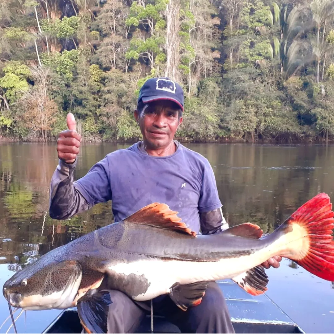pesca da pirarara nos rios teles pires, rios juruena, no amazonas, pesca esportiva, expedição de pesca. pacote de pesca na amazônia, triple borders lodge hotel