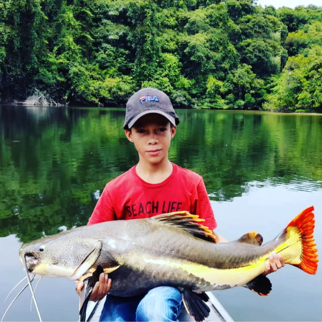 pirarara nos rios teles pires, rios juruena, no amazonas, pesca esportiva, expedição de pesca. pacote de pesca na amazônia, triple borders lodge hotel